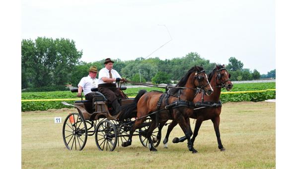 Fogathajtóverseny Zsigárdon