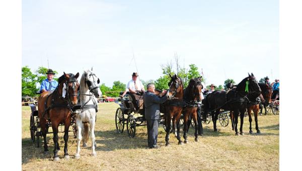 Fogathajtóverseny Zsigárdon