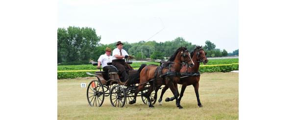 Fogathajtóverseny Zsigárdon