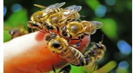 Általános tudnivalók a rovarcsípésekről